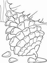 Pine Cone Coloring Pages  Best For Kids sketch template