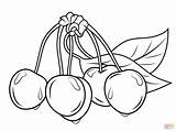 Cherries With Leaves coloring page  Free Printable Coloring Pages sketch template