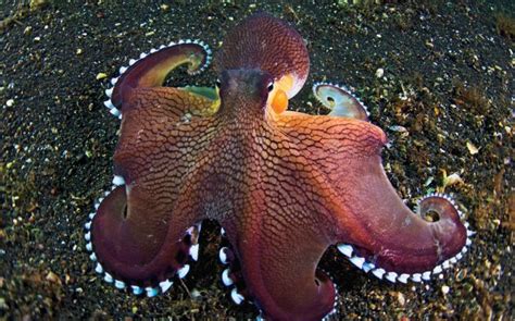 Coconut Octopus Facts, Distribution, Adaptations, Pictures
