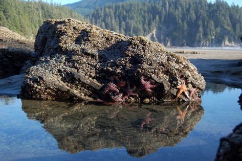 10 Gorgeous Places To Explore Tide Pools On The Oregon Coast | Tide pools, Oregon coast, State parks