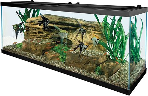 55 Gallon Fish Tanks - Options and Reviews 2023 | A Little Bit Fishy