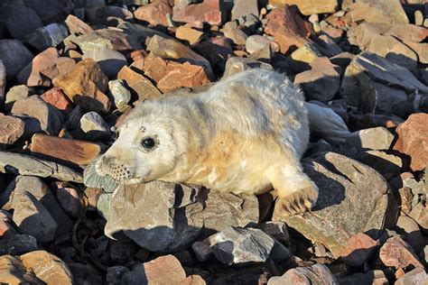 A grey seal pup at Burnmouth © Walter Baxter cc-by-sa/2.0 :: Geograph ...