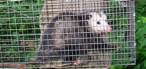 What is the best bait to trap a possum?