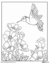 Free Hummingbird Coloring Pages For Kids sketch template