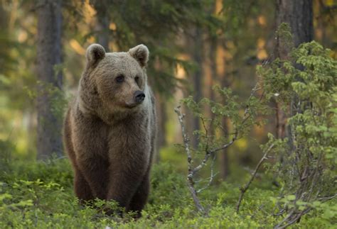 Photographing The Brown Bear In Finland | ePHOTOzine