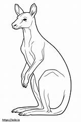 Kangaroo Cute coloring Page sketch template