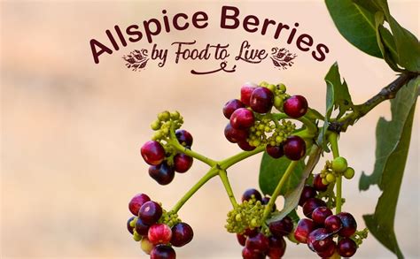 Whole Allspice Berries, 8 Ounces – Jamaican Pepper, Vegan, Kosher, Bulk. High in Fiber, Calcium ...