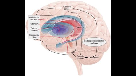 Basal ganglia and Cerebellum lesions and different tremors associated ...