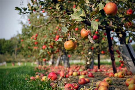 This Engineer Has Single-Handedly Saved 1200 Types Of Apples