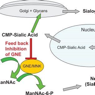 Sialic acid pathway. GNE/MNK is the rate limiting step in the pathway ...