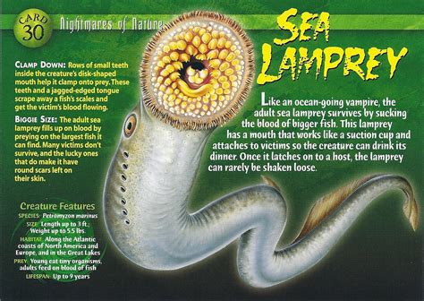 Sea Lamprey wallpapers, Animal, HQ Sea Lamprey pictures | 4K Wallpapers 2019