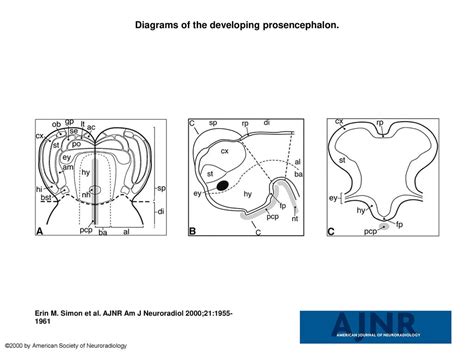 Diagrams of the developing prosencephalon. - ppt download