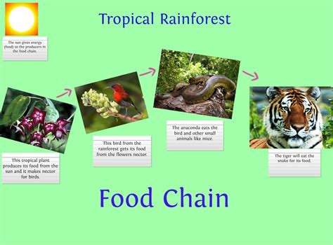 organism population community ecosystem - Google Search | Rainforest food chain, Food chain ...