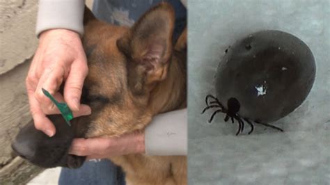How To Remove A Tick -Removing a Tick Without Pain or Tweezers - Removing A Tick from A Dog ...