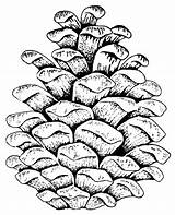 Pine Cone Coloring Pages Printable Sketch Page sketch template