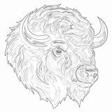 Free Printable Buffalo Coloring Pages  Mimi Panda sketch template