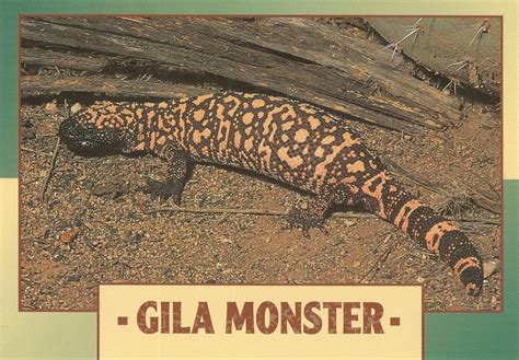 Gila Monster Bite : Gila Monster - Heloderma suspectum - Ground Reptiles / They store venom in ...