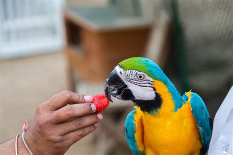 Basic Care Of Parrots - SoCal Nestbox