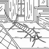 Insect Silverfish Animal Coloring Page For Kids 56545988 Vector Art At  sketch template