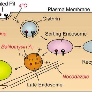 Clathrin-mediated endocytosis. Schematic shows endocytosis of... | Download Scientific Diagram