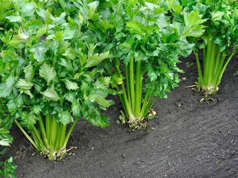 Celery Stalk Rot Information - Recognizing And Treating Stalk Rot In Celery Plants