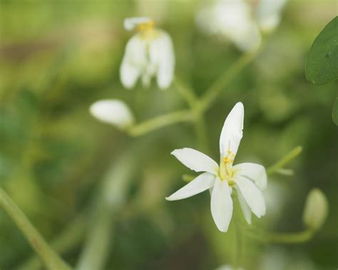 Moringa Flowers - Moringa - The Miracle Tree