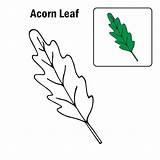Oak Leaf Coloring Page sketch template