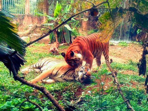 The Melaka Zoo & Night Safari, Malacca - Second Largest Zoo in Malaysia ...