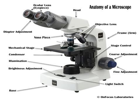 Anatomy Of Microscope - Anatomical Charts & Posters