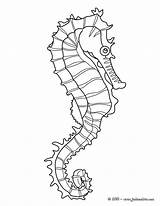 Coloriages hippocampe à Colorier  Frhellokidscom sketch template