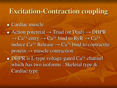 Ppt The Excitation Contraction Coupling In Skeletal Muscle Powerpoint | Images and Photos finder