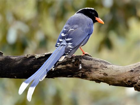 Red-billed Blue-Magpie - eBird