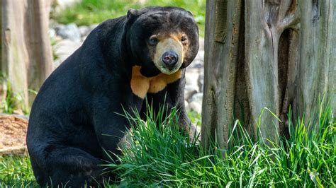 Sun Bear Fact Sheet | Blog | Nature | PBS