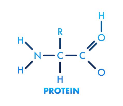 Details more than 74 protein sketch latest - in.eteachers