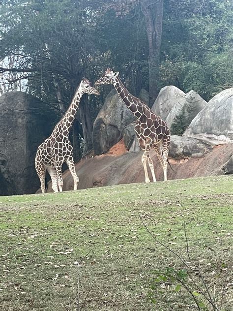 A Visit to North Carolina Zoo – Carolina Mom