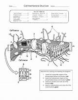 Cell Membrane Coloring Worksheet Answers – Owhentheyankscom sketch template