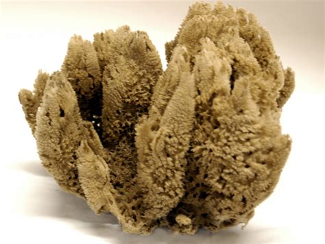 natural sea sponges – Detroit Sponge