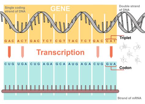 Steps of Genetic Transcription | Biology for Majors I