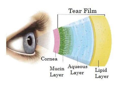 Our tear film has three main layers. The outer lipid layer keeps your ...