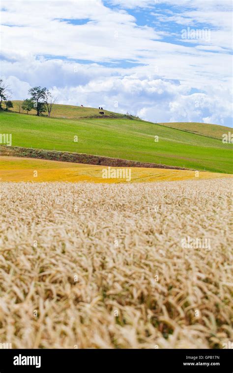 A view of the Skåne landscape and its wheat fields Stock Photo - Alamy