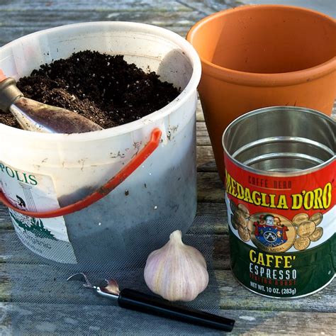 How to Grow Garlic Indoors