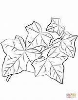 Common Ivy Leaves Coloring Page  Free Printable Pages sketch template