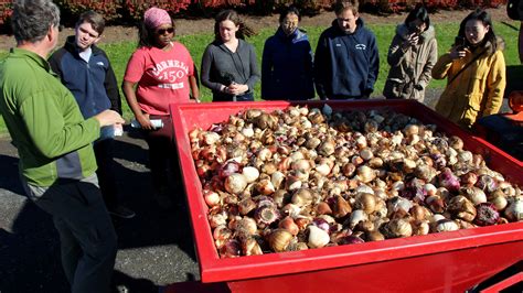 8,000 bulbs planted in 11 minutes