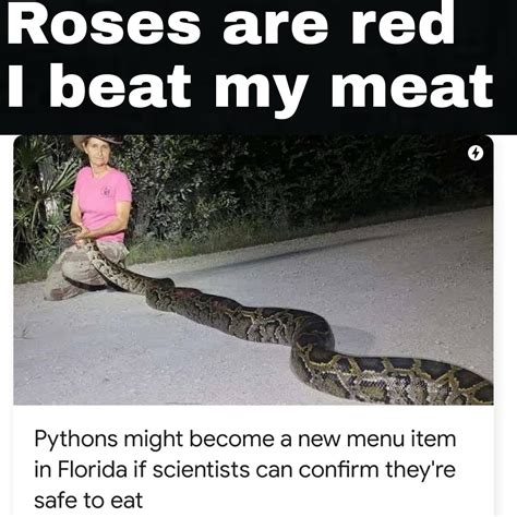 Python tendies : r/memes