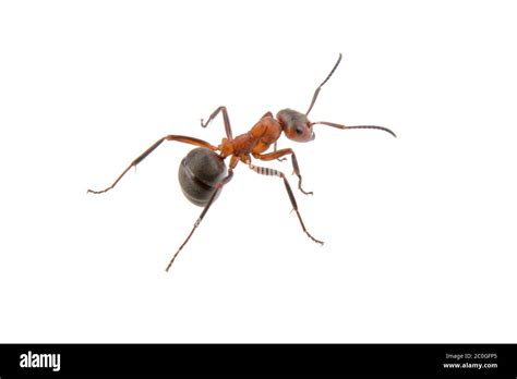 Brown ant on a white background Stock Photo - Alamy