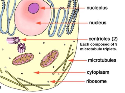 Centrioles And Microtubules by Angel Lopez