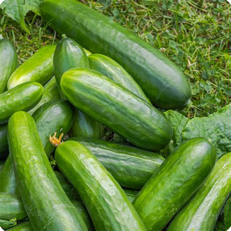 Cucumber Seeds - Muncher – The Incredible Seed Company Ltd