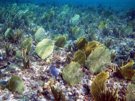 Snorkeling at Princess Cays | Flickr - Photo Sharing!