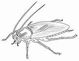 Cockroach Coloring Page sketch template