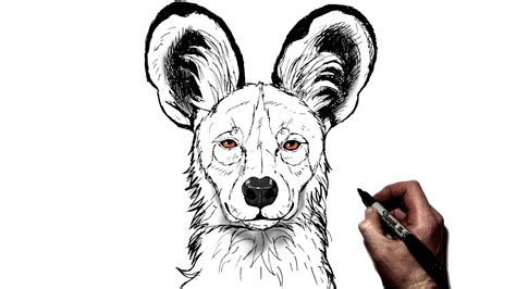 How To Draw an African Wild Dog | Step By Step - YouTube